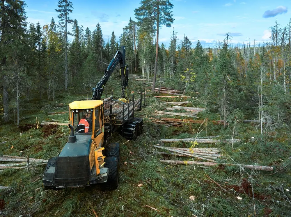 harvest forest