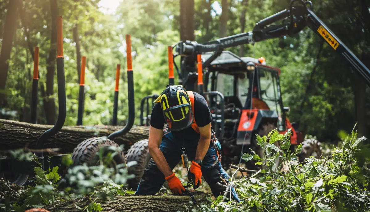 machine forest